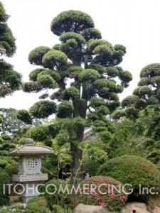 植木の輸出