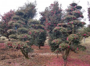 日本茶梅 進口 植木の輸出